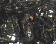 Macgregor's Honeyeater_Snow Mountains_030118a.jpg