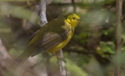 Hooded Warbler 010.jpg