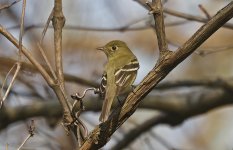 Yellow-bellied Flycatcher 006.jpg