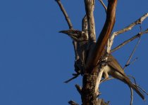 SC Friarbird_Edith Falls_030813a.jpg