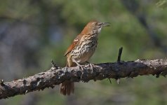 Brown Thrasher 002.jpg