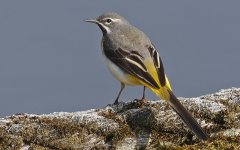 Grey Wagtail 008.jpg