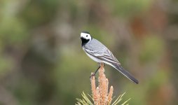 C White Wagtail 002.jpg