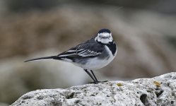 B Pied Wagtail 002.jpg