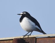 Japanese Wagtail_Lake Izunuma_230219a (2021_01_10 14_03_20 UTC).jpg