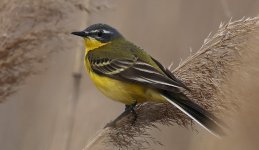 F Blue-headed Wagtail 002.jpg