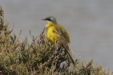 0633 Spanish Wagtail.jpg