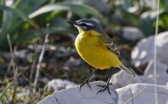 Western Yellow Wagtail 003.jpg