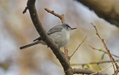 46 Blue-grey Gnatcatcher 03.jpg