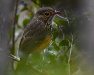 White-browed Antpitta_Pau D'arco_150719a (2021_01_10 14_03_20 UTC).jpg