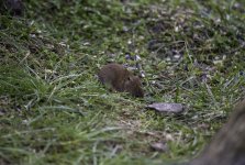 20240329 - Vole in the garden.jpg