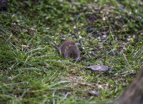 20240329 - Vole in the garden face on.jpg