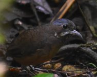 Moustached Antpitta_Paz_220418a.jpg