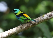 green headed tanager b.JPG