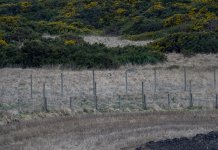 20240329 - Short-eared Owl on the patch - edit 1.jpg