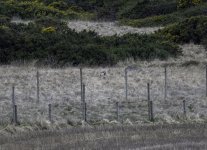 20240329 - Short-eared Owl on the patch - edit 3.jpg