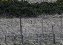 20240329 - Short-eared Owl on the patch - edit 4.jpg