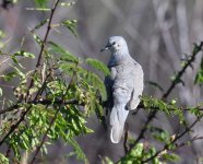 Picui Ground Dove_Pau Preto_150719a (2021_01_10 14_03_20 UTC).jpg