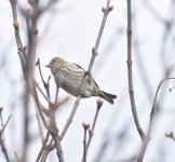 am gold finch or siskin.jpg