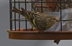 Pine Siskin 009.jpg