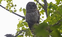 Barred Owl 006.jpg