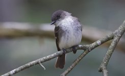 Eastern Phoebe 008.jpg