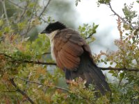 P1140643 Senegal Coucal.jpg