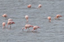 Chilean Flamingo IMG_7512.JPG