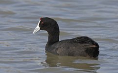 Red-knobbed Coot 006.jpg