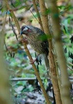 DSC02435Red Wattlebird @ Warner's Park Northbridge bf.jpeg