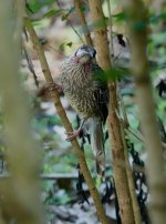 DSC02436Red Wattlebird @ Warner's Park Northbridge bf.jpeg