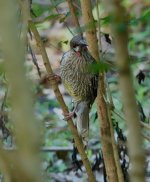 DSC02438 Red Wattlebird @ Warner's Park Northbridge bf.jpeg