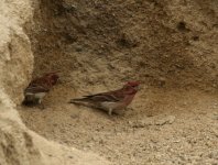 Cassins_Finch_Cascades_280611a.jpg