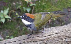 Chestnut-capped Brushfinch 004.jpg