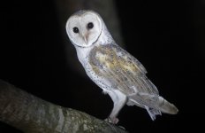 A (Eastern) Barn Owl 002.jpg