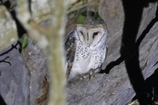 A Australian Masked Owl.jpg