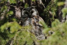 106 Tengmalm's Owl (adult).jpg