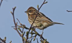 Reed Bunting 02.jpg