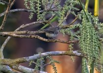 Possible Greenish Warbler 2.jpg