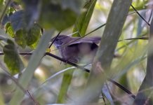 Possible Paddyfield Warbler 1.jpg