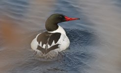 Goosander 006.jpg