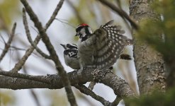 Downy Woodpecker 002.jpg