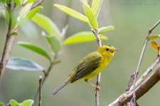 Wilson's Warbler.jpeg