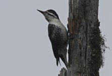 Black-backed Woodpecker 005.jpg