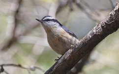 Red-breasted Nuthatch 004.jpg