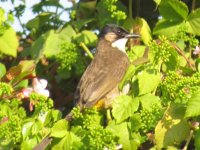 Brown-breasted Bulbul IMG_6579.JPG