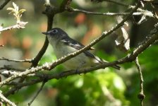 Cassin's Vireo DSCN8983.JPG