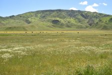 Panoche Valley 2024-04-01.JPG