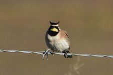 Horned Lark 2024-04-01.JPG