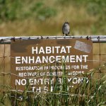 White-crowned Sparrows - friendlier in Palo Alto 2024-04-02.JPG